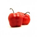 Rocoto 250 grs